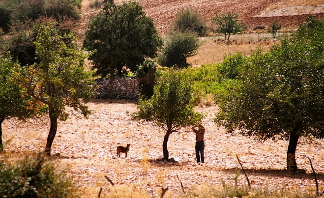 www.olivetomato.com