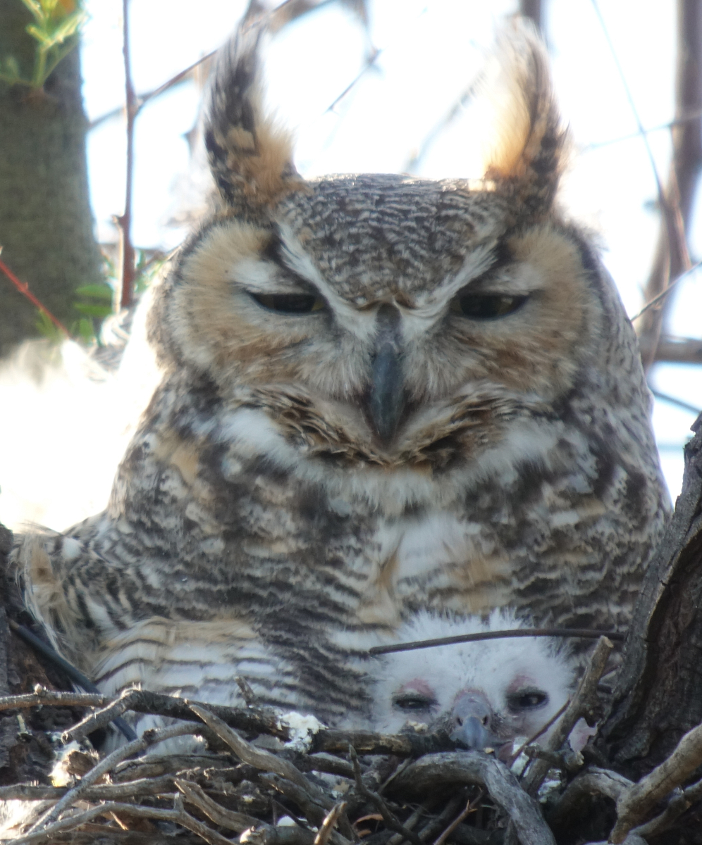 ghowls_2018_04_10c.jpg