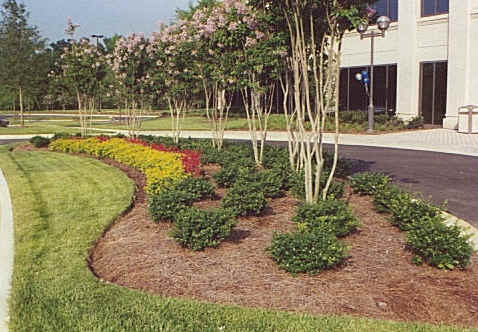 pinestraw.jpg