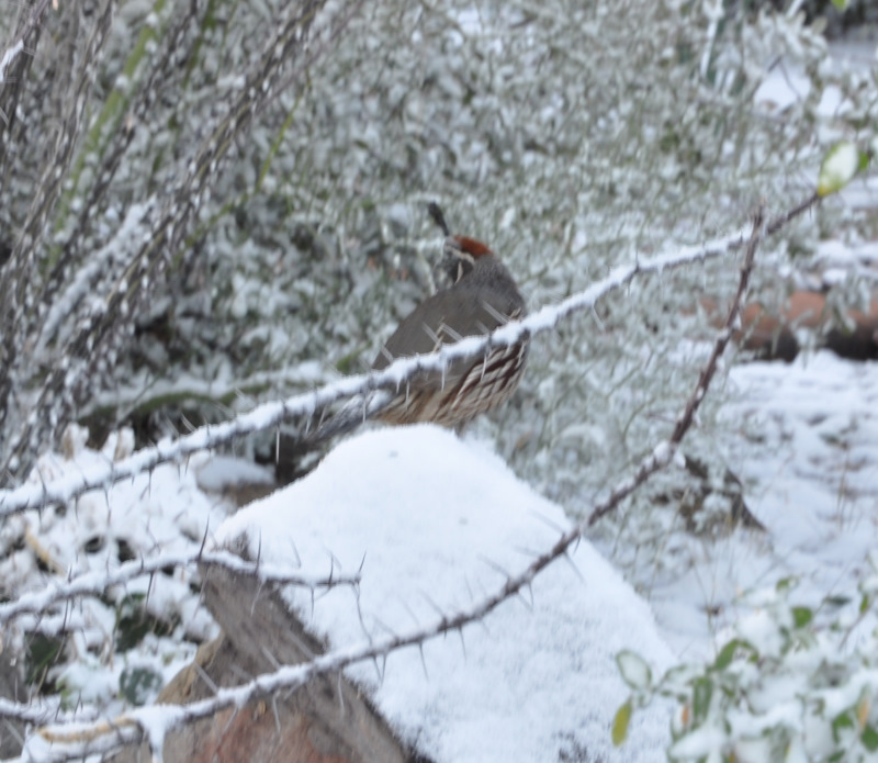 snowquail.jpg