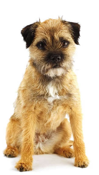 Border-Terrier.jpg