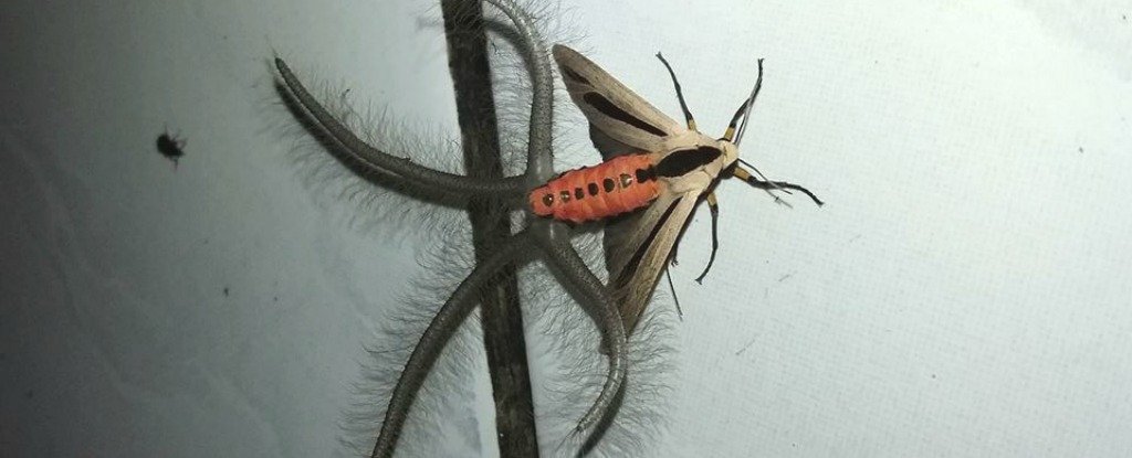 moth-Creatonotos-gangis-creepy_1024.jpg