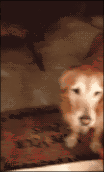 hDCE2D2E1