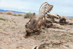 dead-horse-lifeless-desert-39764151.jpg
