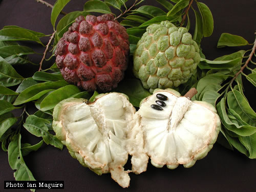 sugar-apple.jpg