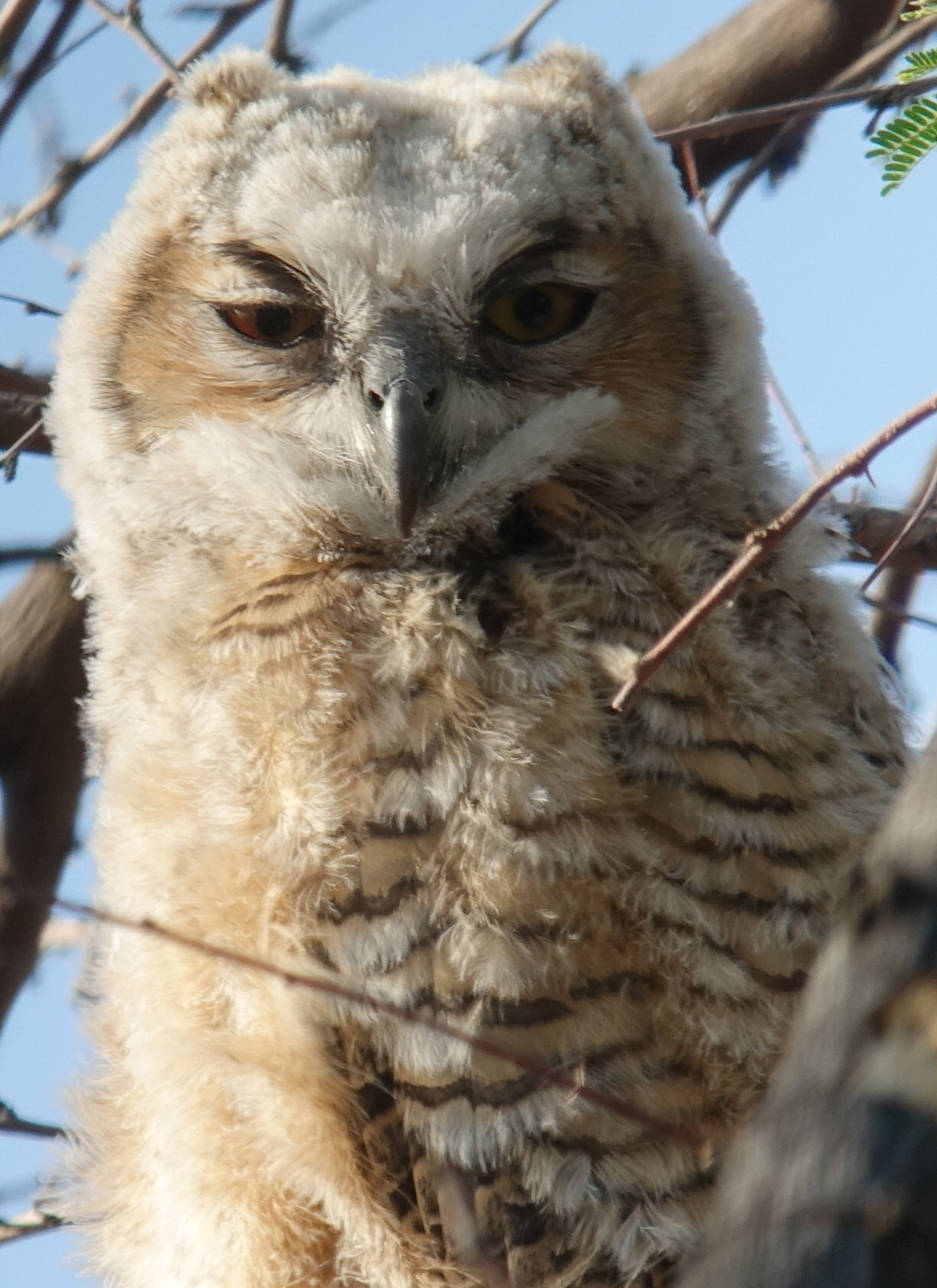 ghowls_2018_05_07b.jpg