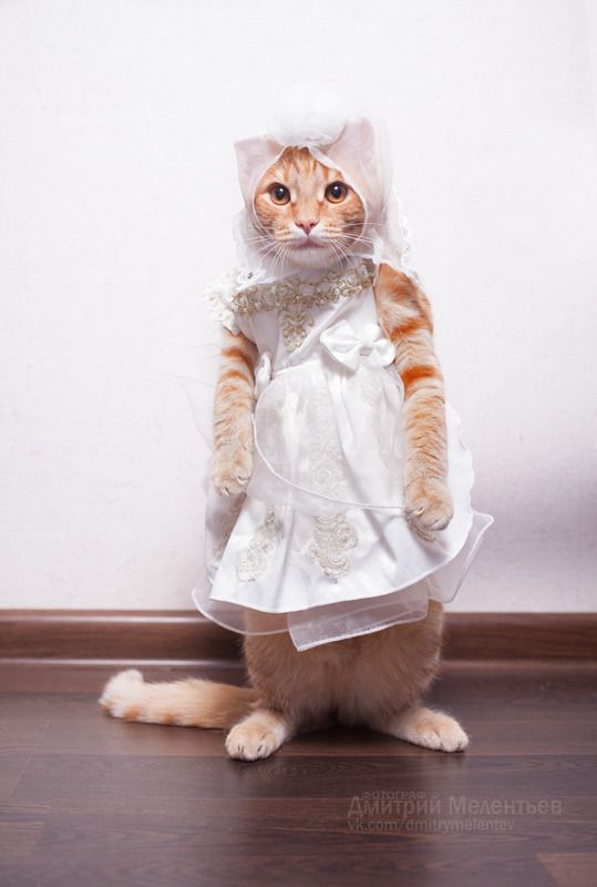 Cats wearing dresses | AnandTech Forums: Technology, Hardware, Software,  and Deals