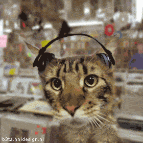 cat1.gif