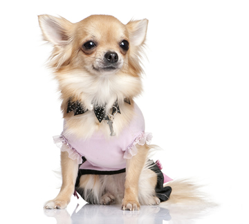 female-chihuahua.jpg