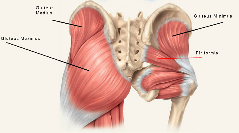 gluteals-and-piriformis.jpg