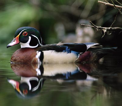animals.howstuffworks.com