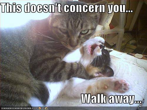LOLcat.jpg