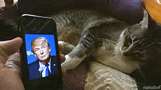 tumblr_ocp1i4rsfp1vb46leo1_400.gif