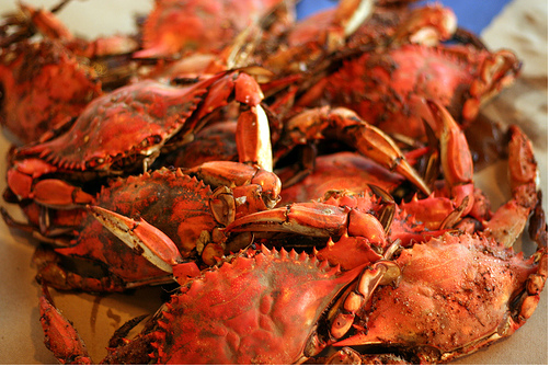 maryland-crabs2.png