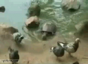 1238674605_turtle_eats_pigeon.gif