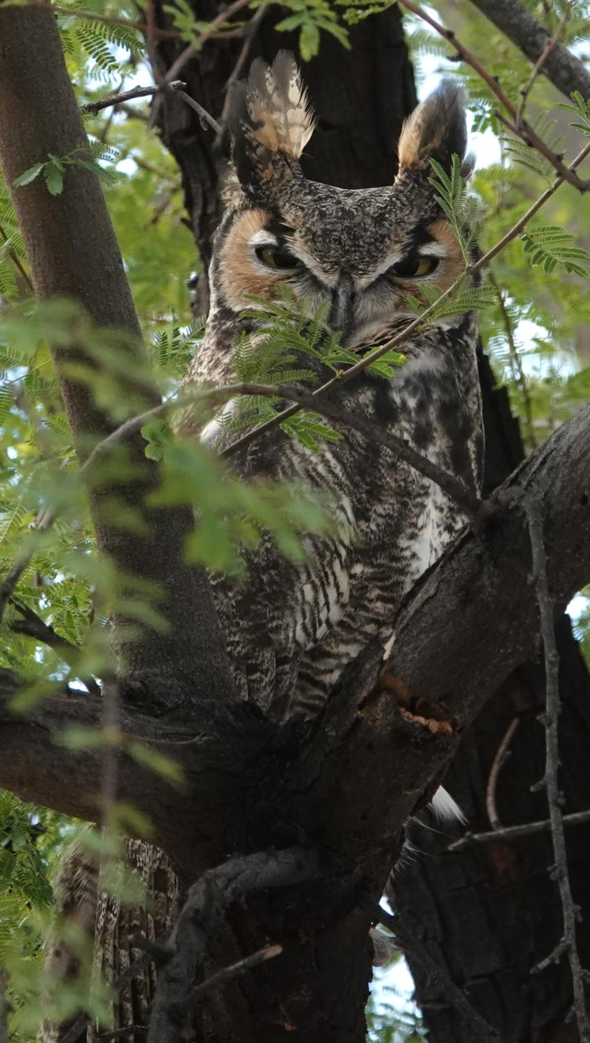 ghowl_town_m_2019_01_30.jpg