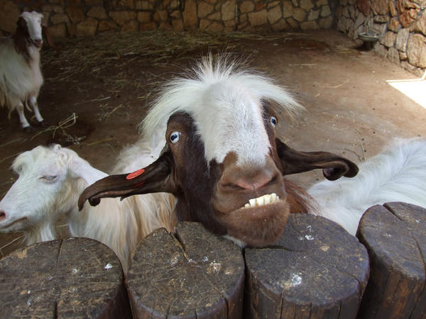 smiling_goat3_by_Sugary_stock.jpg