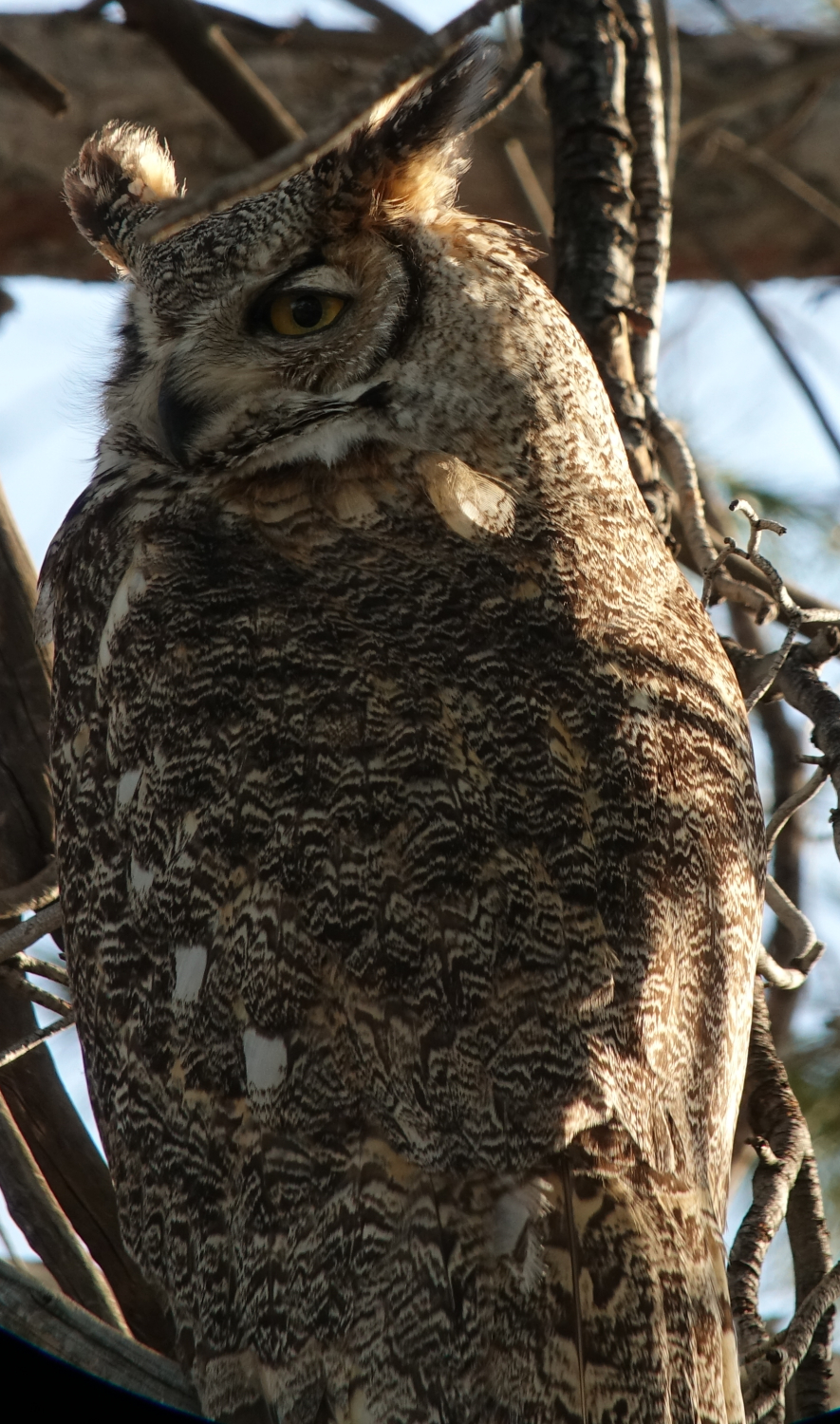ghowls_2018_05_07e.jpg