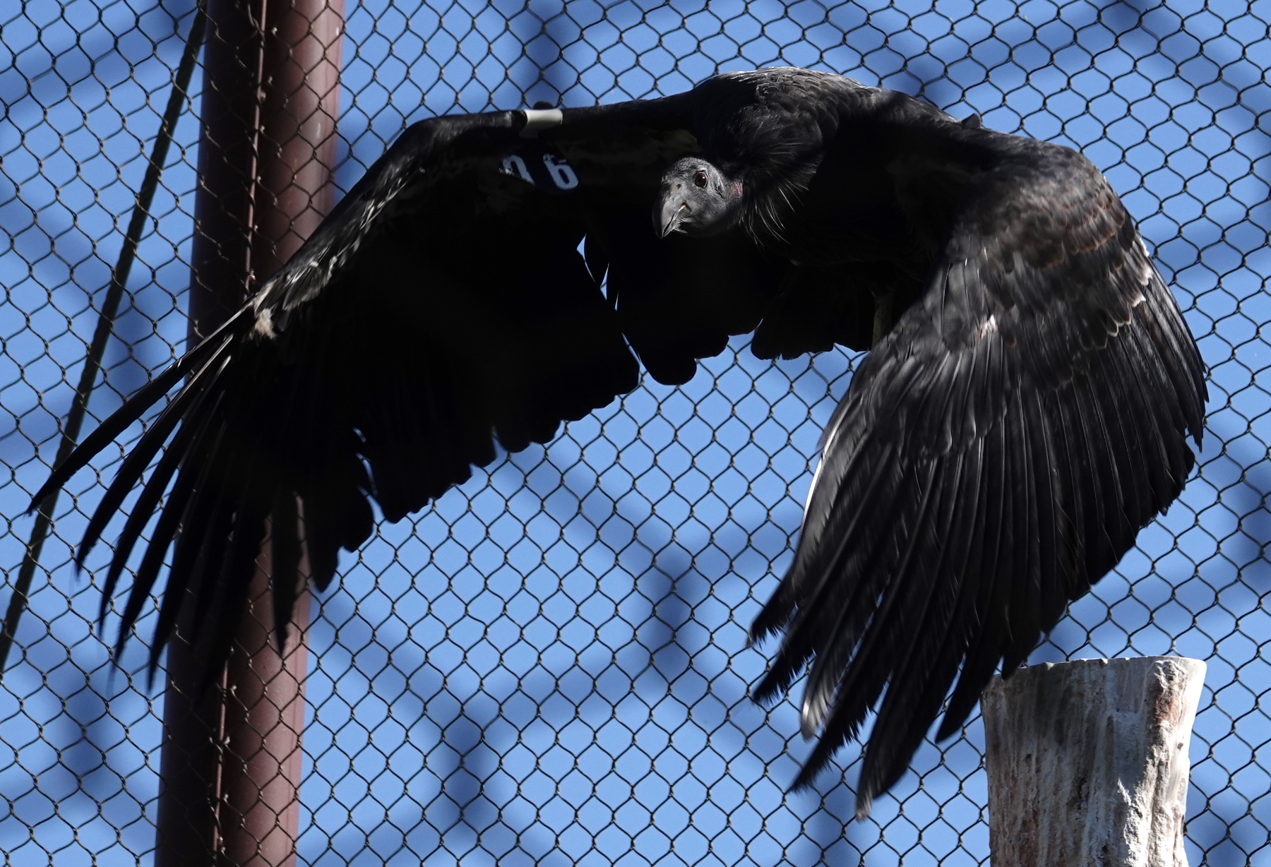 condor_2018_09_13c.jpg