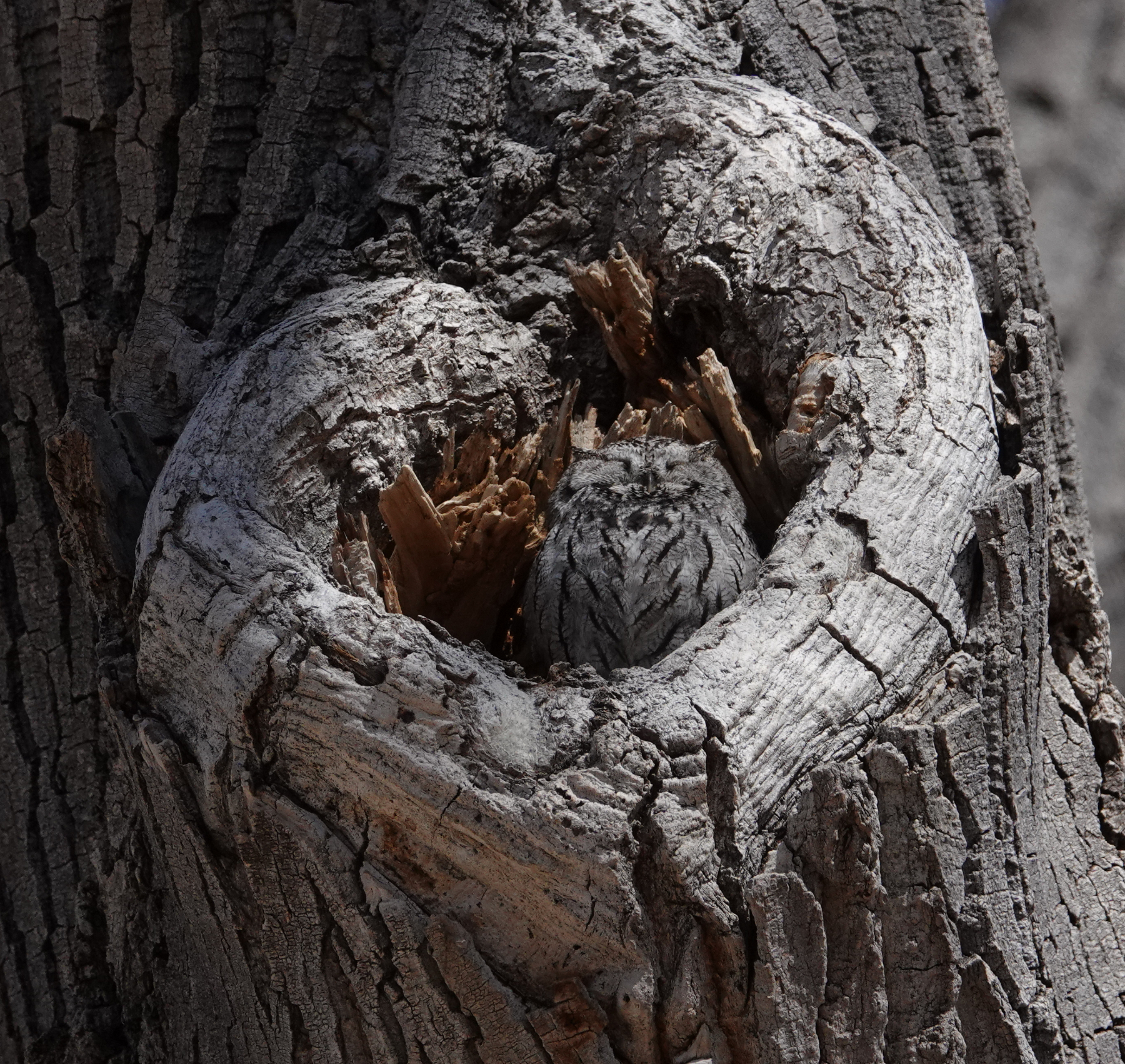 screechowl_2019_02_20a.jpg