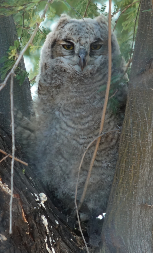 ghowls_2018_05_09a.jpg