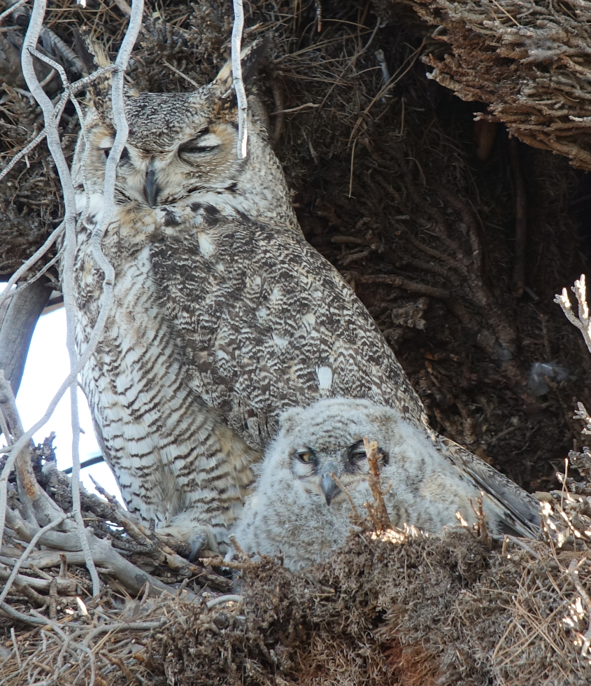 ghowls_2018_04_28.jpg