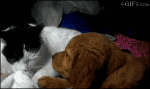 tumblr_mcxi9mjv5l1riml7wo1_400.gif