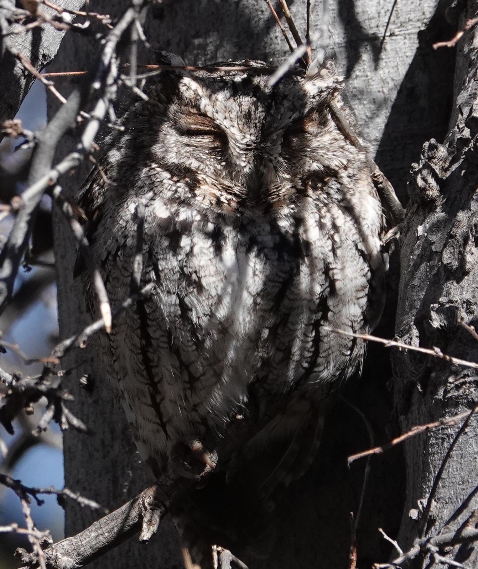 wiskowl_2019_02_17.jpg