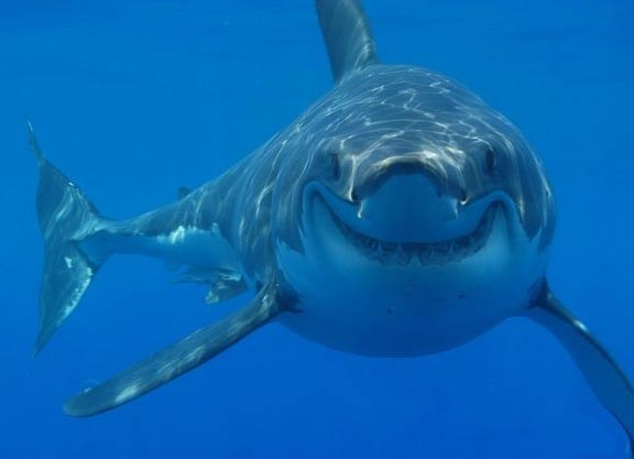 smiling%2Bshark.jpg
