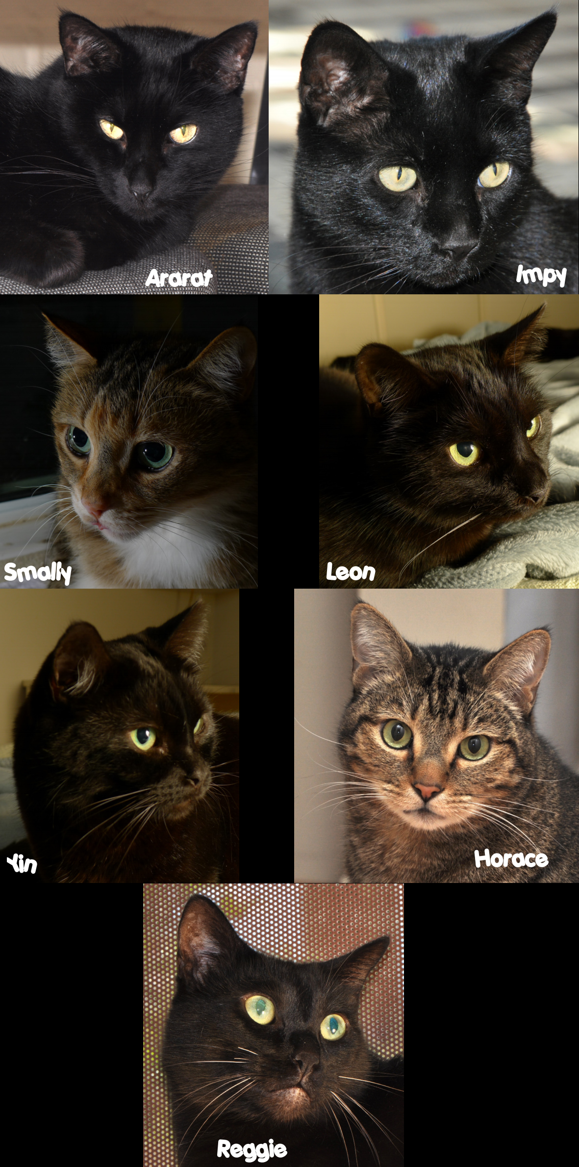 catcollage_2014_05_10.jpg