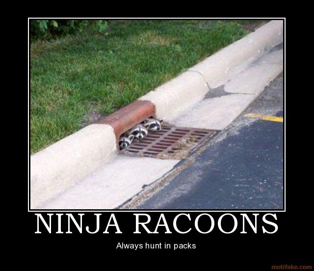 ninja_raccoons_by_earthstar001-d3bwqmm.jpg