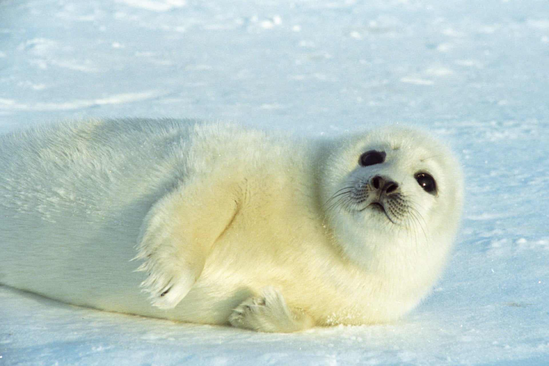 quebec-baby-seals.jpg