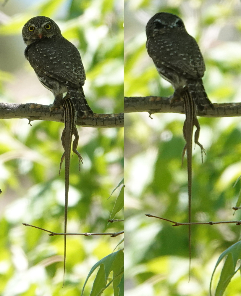 pygmy_owl_m_2019_06_23b3.jpg