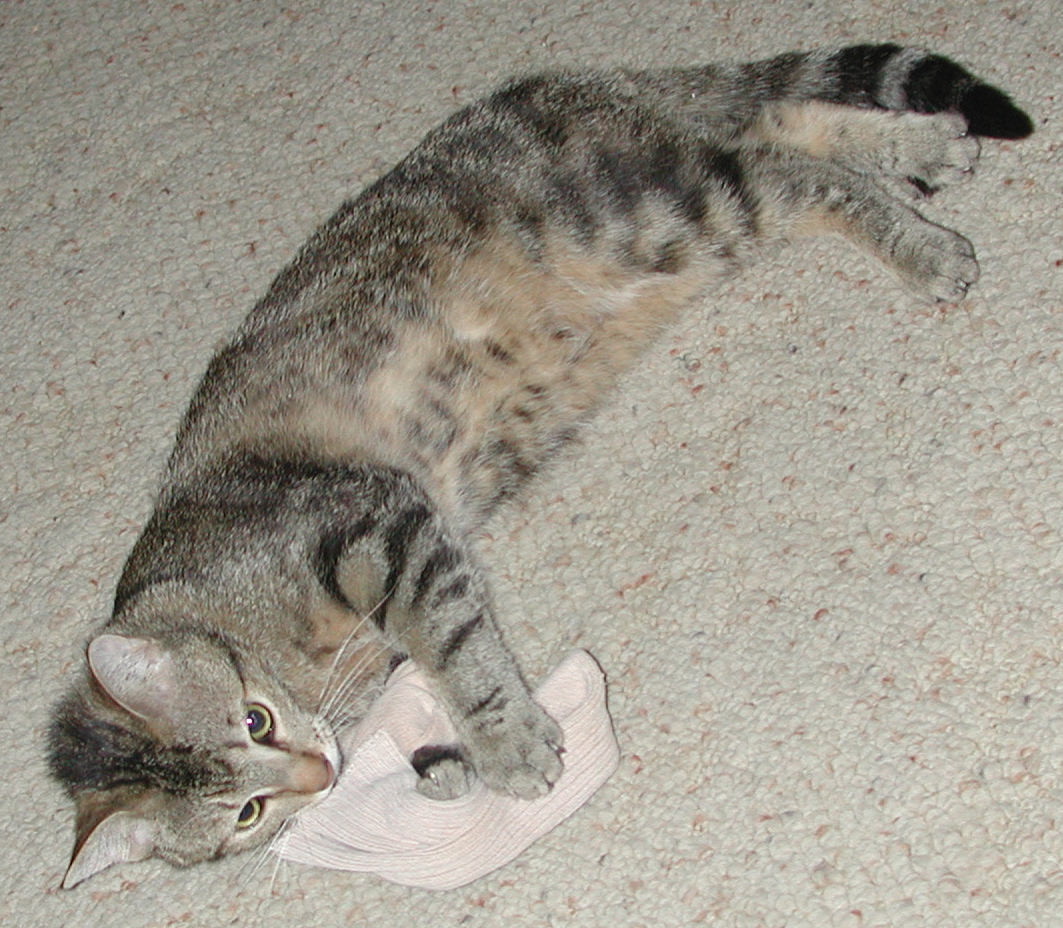 horace_sock.jpg
