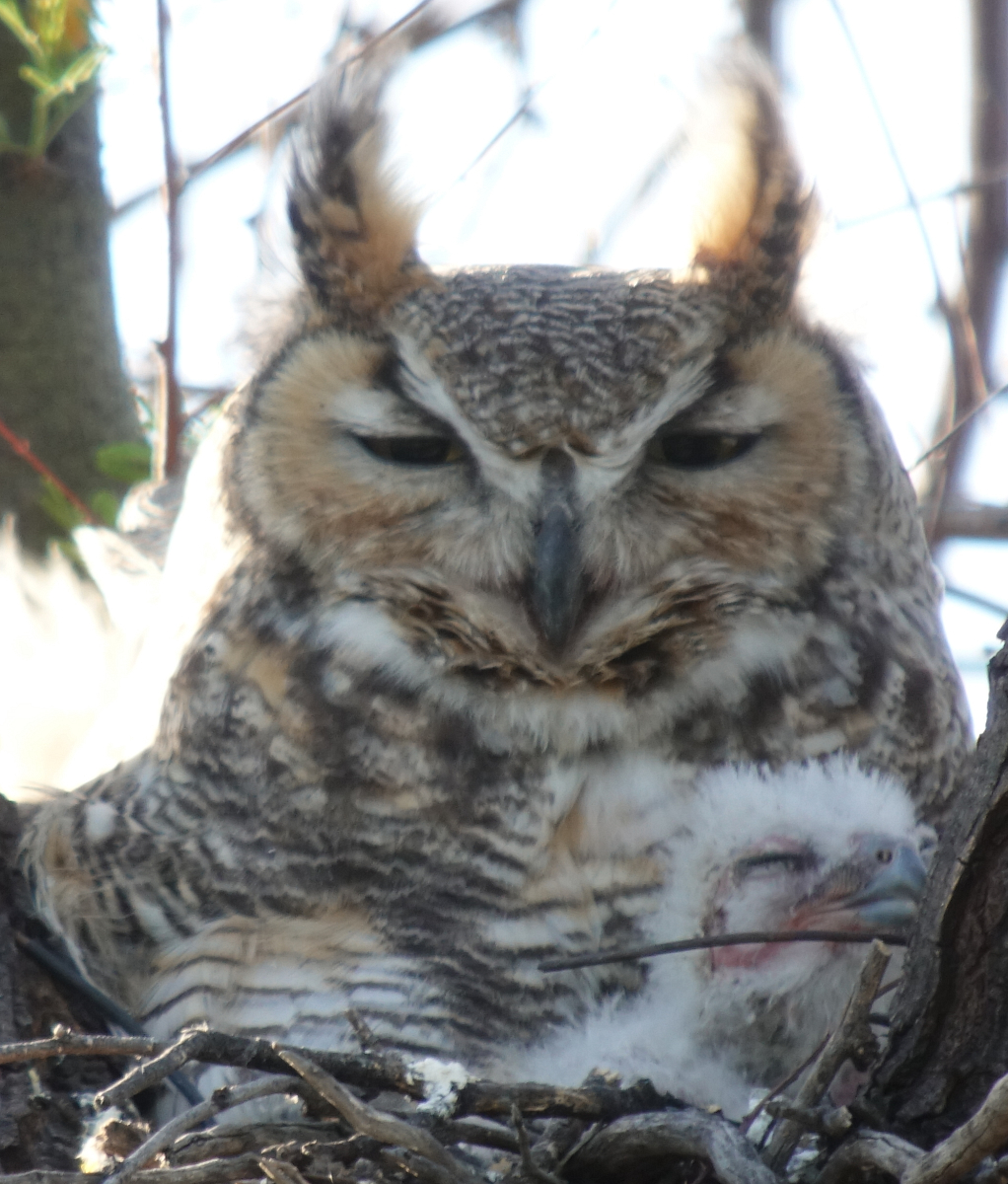 ghowls_2018_04_10e.jpg