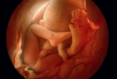 36_week_fetus.jpg