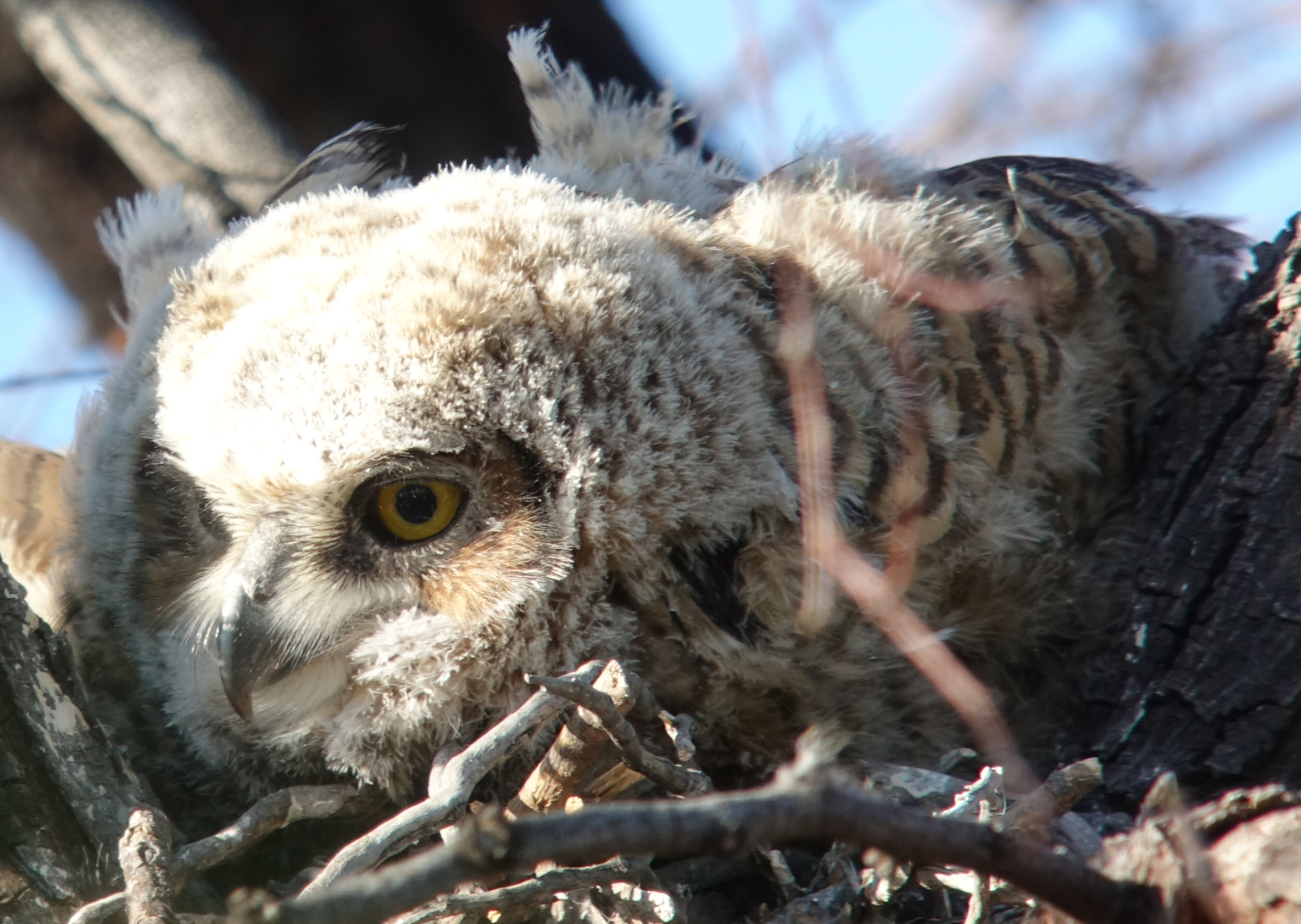 ghowls_2018_05_09c.jpg