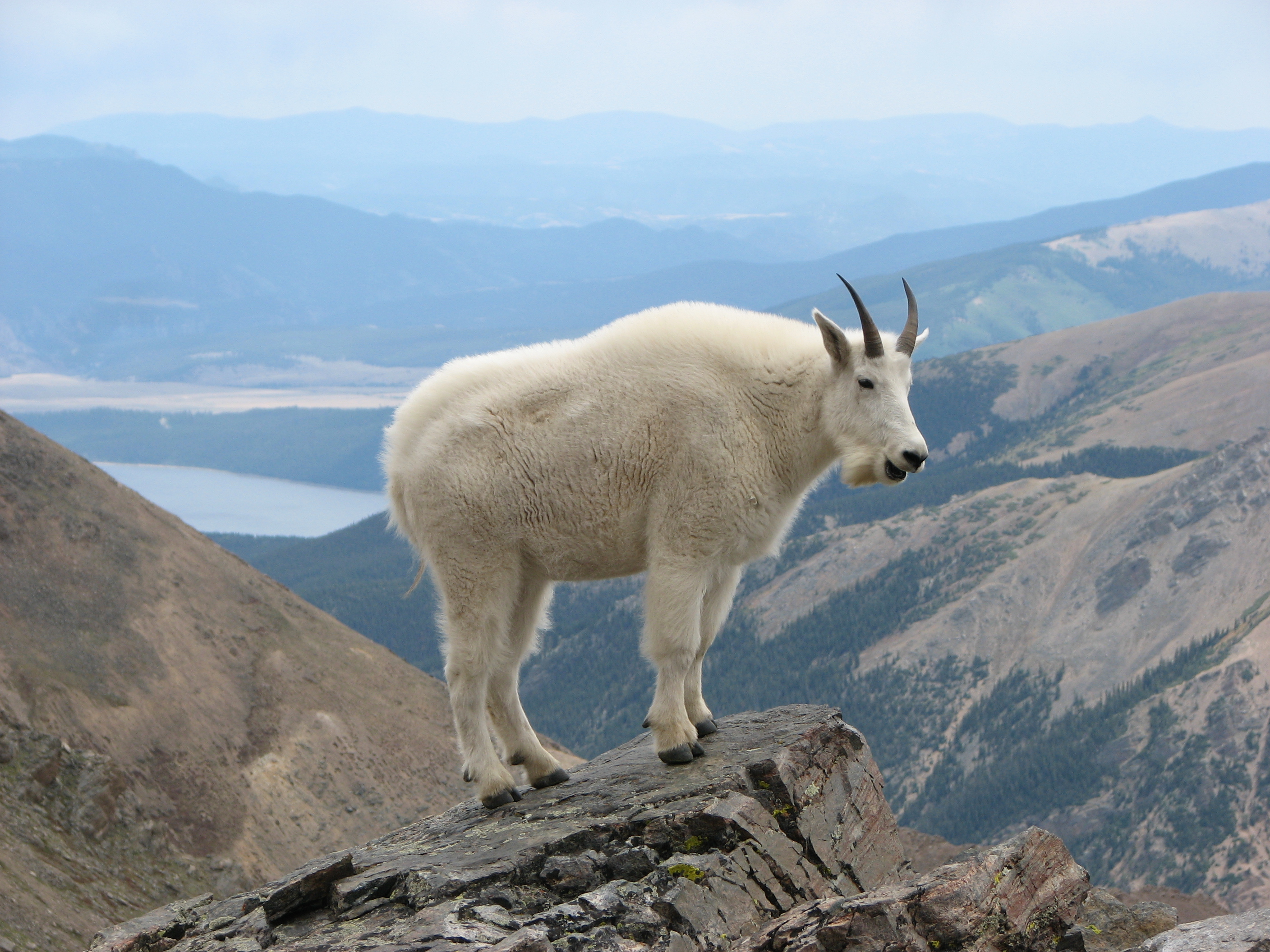Mountain_Goat_Mount_Massive.JPG