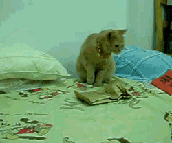 catgifpage51.gif