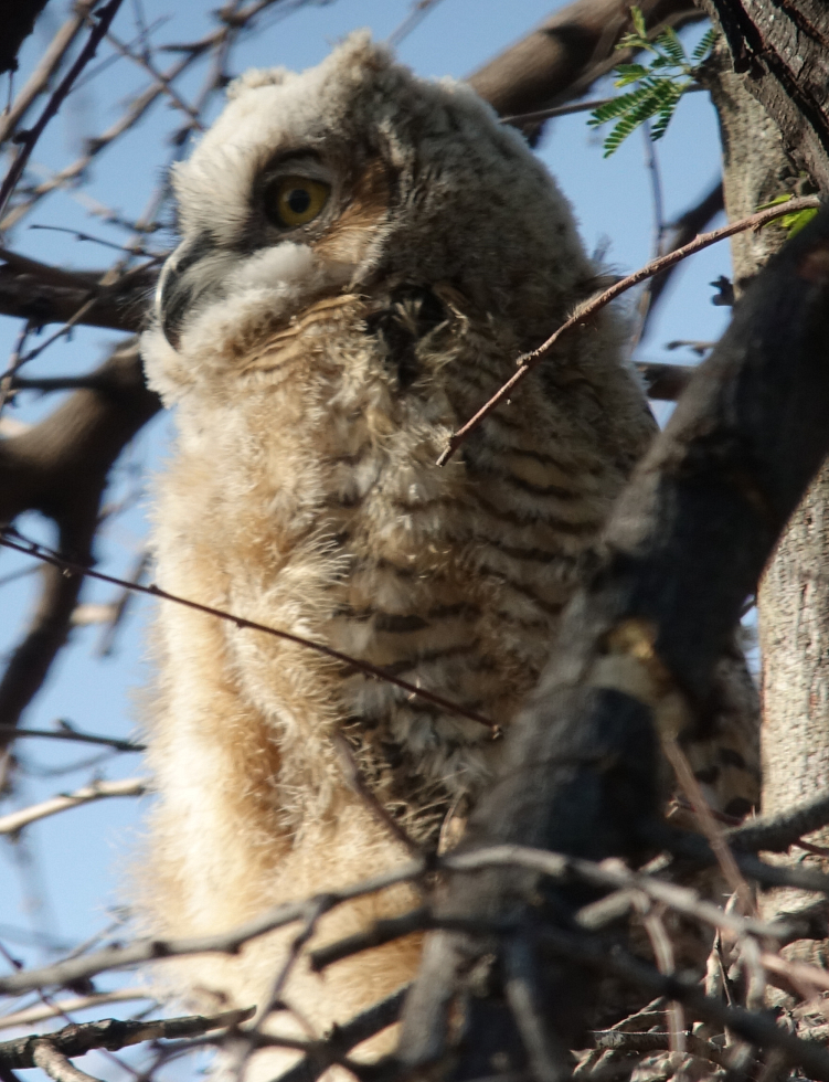 ghowls_2018_05_07a.jpg