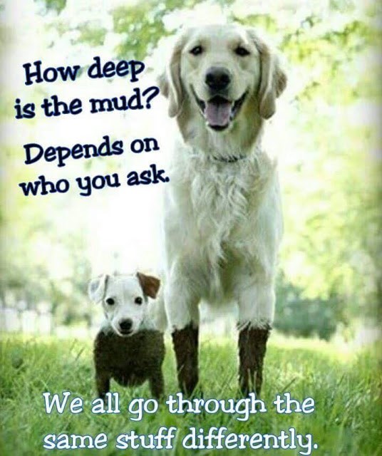 how-deep-is-the-mud-dogs