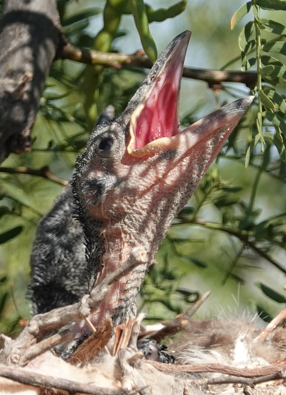 ravens_2019_07_09d.JPG