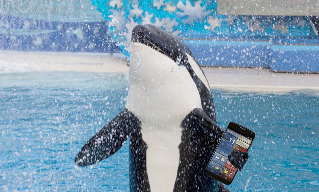 Shamuphone3.jpg