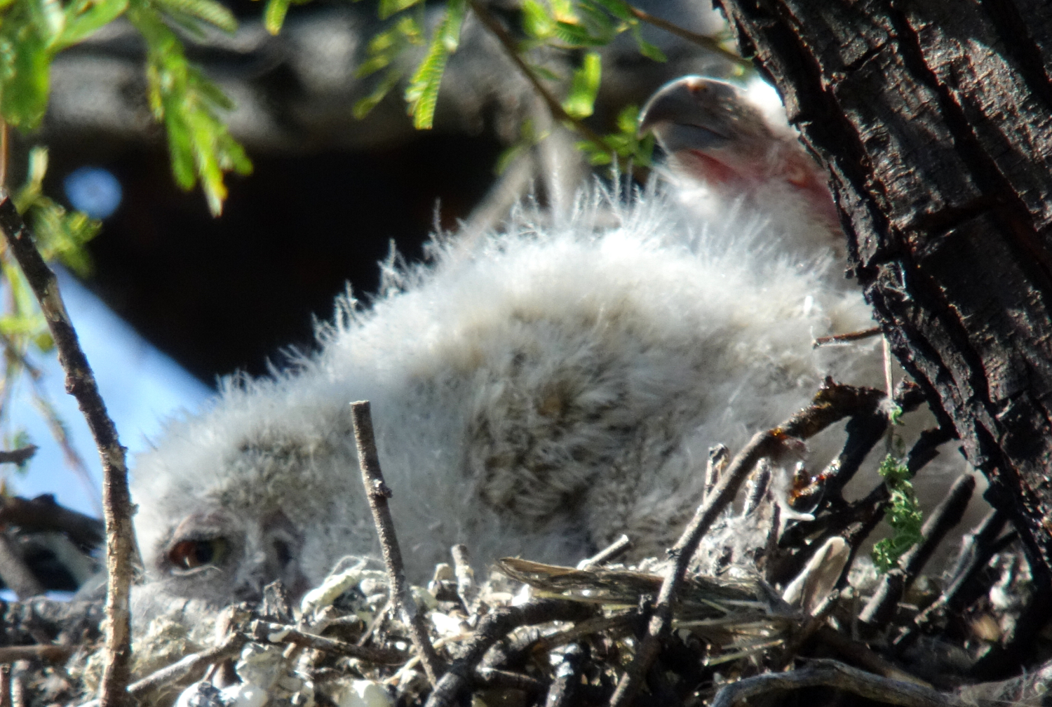 ghowls_2019_04_03d.jpg