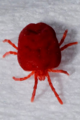 Chigger+1.jpg