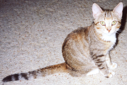 smallykitten.jpg