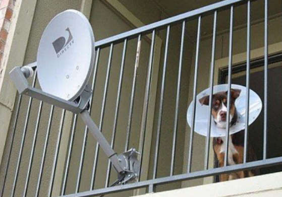 dog-satellite-dish.jpg