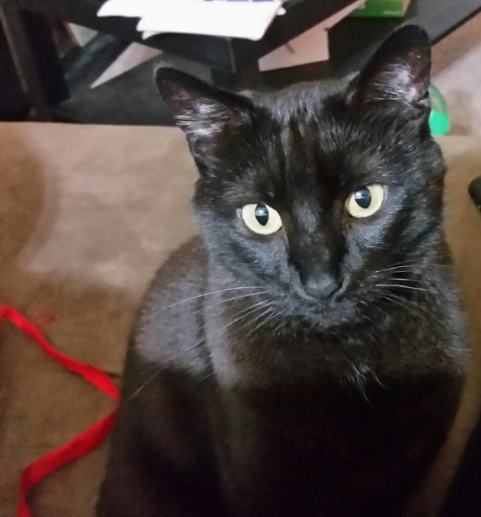 cat.jpg