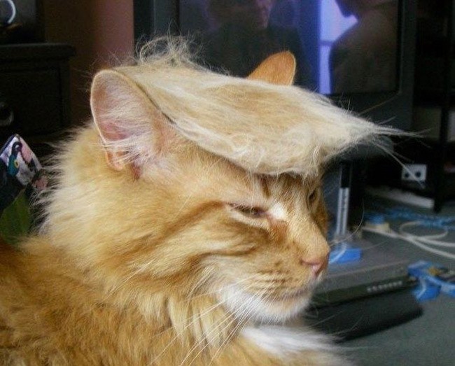 Trump-your-cat-650x523.jpg