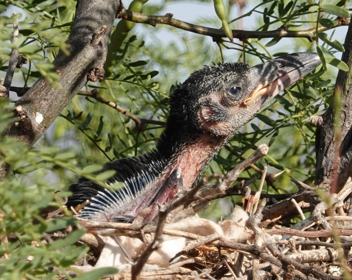 ravens_2019_07_12c.jpg